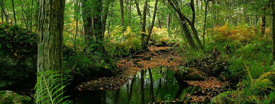 تعلم فليس المرؤ يولد عالما   وليس أخو الجهل كمن هو عالم 